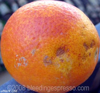 blood oranges