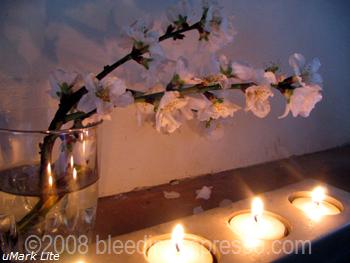 almond blossoms by candlelight
