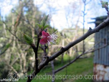 apricot tree blossoming on flickr