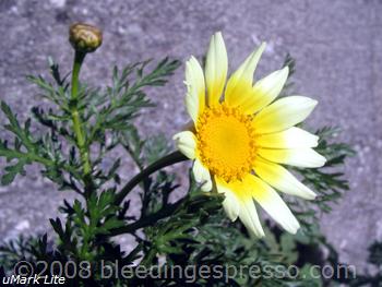 First daisy of the year, Calabria, Italy on Flickr