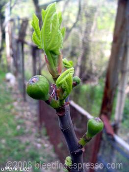 first figs of the season on flickr