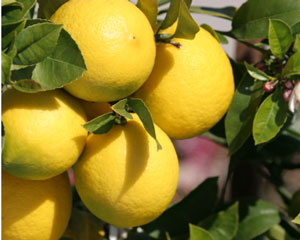 Fresh lemons by Susan Filson of Sticky, Gooey, Creamy, Chewy–go visit her!