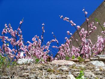 peach blossoms on flickr