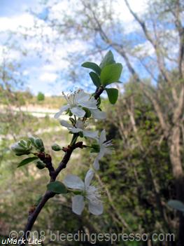 plum tree blossoming on flickr