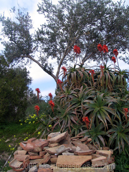 Ruins at Tindari, Sicily on Flickr