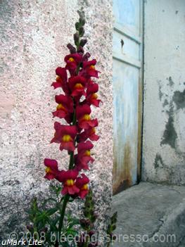 Bocca di Leone/Snapdragons on Flickr