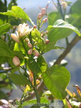 Lemon blossoms on Flickr