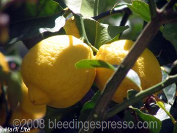 Limoni love on Flickr