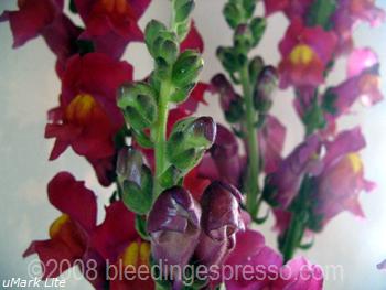 Bocca di Leone/Snapdragons on Flickr