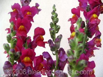 Bocca di leone/Snapdragons on Flickr