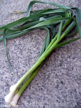 Fresh garlic sprouts on Flickr