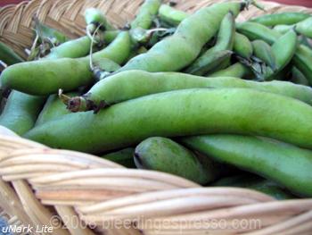 Fava beans on Flickr