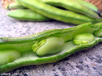 Oopen favas on Flickr