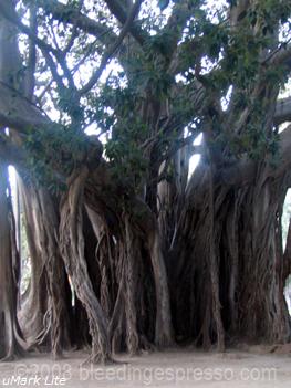 Ficus magnolioides, Villa Garibaldi, Palermo, Sicily on Flickr