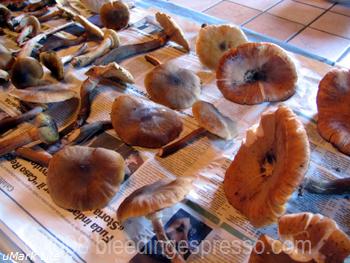 Lots o\' shrooms on Flickr