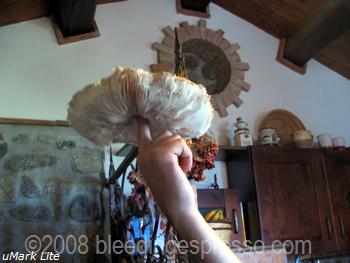 Mushroom pizza on Flickr