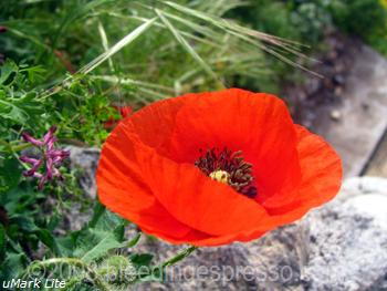 Poppy on Flickr