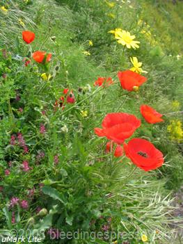 Wildflowers on Flickr