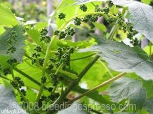 Baby grapes on Flickr