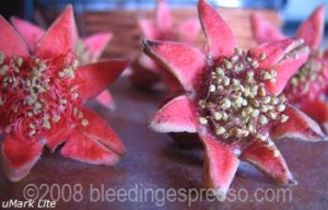 Pomegranate blossoms on Flickr