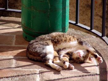 Sunning on Flickr