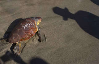 Calabria Italy Turtles