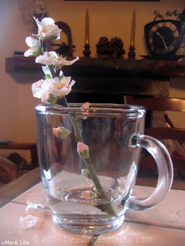 First almond blossoms, 2009 on Flickr