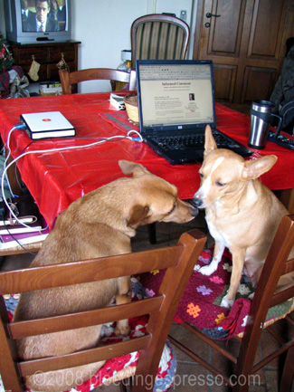 Dog Debate on Flickr