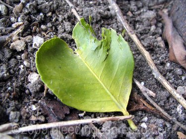 Munched heart-shaped leaf on Flickr