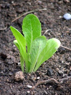 Tiny lettuce on Flickr