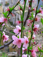 Peach blossoms on Flickr