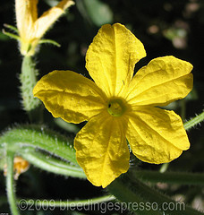 Cucumber flower zoom on Flickr