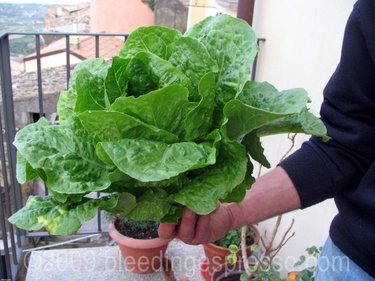 Our first lettuce on Flickr