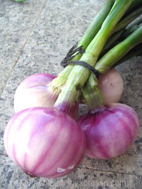 Our first onions on Flickr