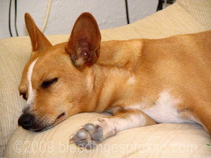 Sleeping Stella on Flickr