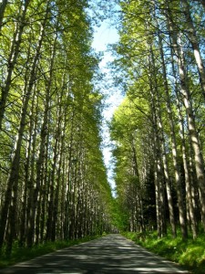 A road through the Aspromonte