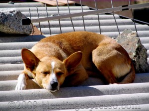 Stella sunning herself on Flickr