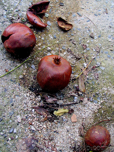 Fallen pomegranates on Flickr