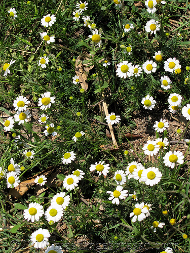 CAMOMILA FLOWER