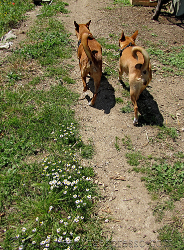 Dogs and chamomile