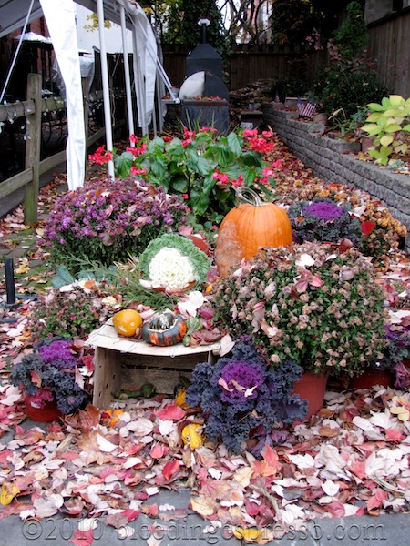 Fall display next to Jack's Firehouse on Fairmount Ave.