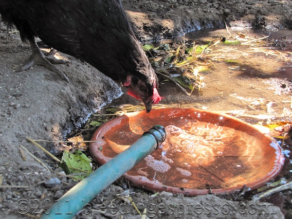 Hen enjoying the fresh water