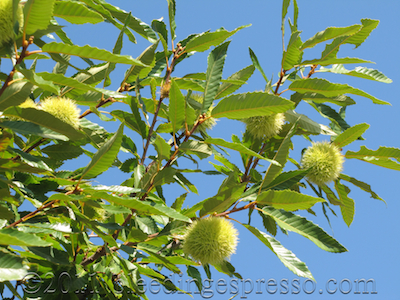 Chestnuts on the tree