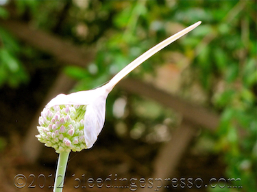 Wild garlic plant about to bloom