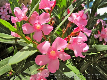 pink oleander / oleandro rosa