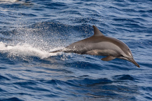 Dolphin by Alessandro Caproni  on Flickr