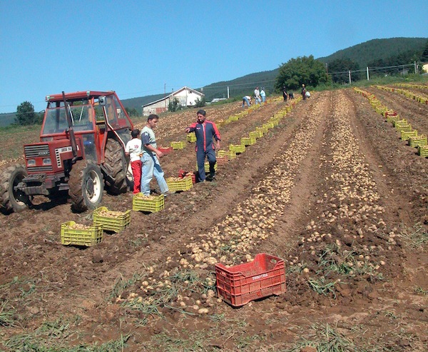 Farm to table Sila potato / Photo: Giovanni (Flickr, CC BY 2.0)