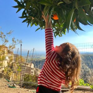 Picking clementines in Calabria