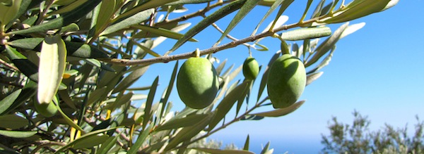 Olives on the branch