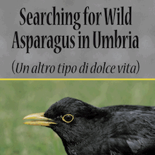 Searching for Wild Asparagus in Umbria by Terry H. Bhola